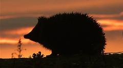 Hedgehog among four chosen animals to feature on your new banknotes — BBC Business, Stanley Business news